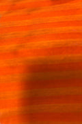 Orange Handloom Banarasi Cotton Silk Stripe Design Fabric