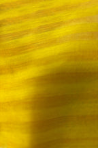 Yellow Handloom Banarasi Cotton Silk Stripe Design Fabric